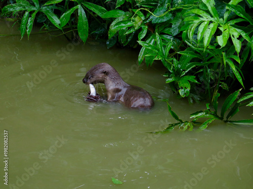 Otter in the river. Otter eating fish while floating in tropical river near lush green vegetation. Wild aquatic predator captured feeding in natural freshwater jungle habitat.