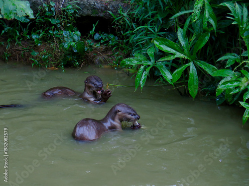 Two otters swimming and feeding in tropical river habitat. Social aquatic mammals captured interacting in murky freshwater near lush jungle vegetation.