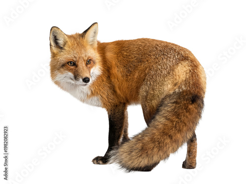 Fotografie Dynamic red fox captured in motion, turning its head to look back, highlighting its agile posture and vibrant fur