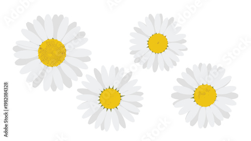 Four white daisies with yellow centers arranged in a group on a plain white background, perfect for spring and floral decorations.