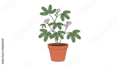 Delicate sensitive plant with green leaves and pink flowers grows in a terracotta pot against a clean and simple white background.