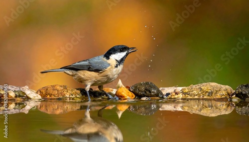 Small bird with black head and tan body reflected in still water, against blurred orange foliage background