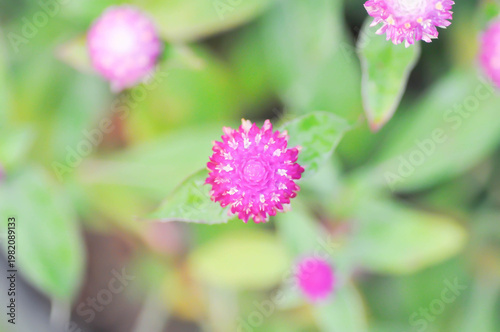 Amaranthaceae, Bachelors button or Globe Amaranthus or Gomphrena globosa L or pink flower