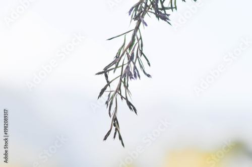 Cymbopogon nardus Rendle,  Citronella grass or GRAMINEAE with flower or grass flower