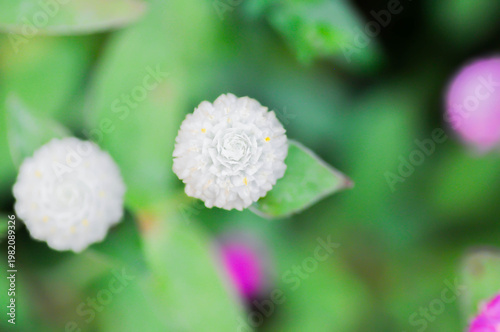 Amaranthaceae, Bachelors button or Globe Amaranthus or Gomphrena globosa L or white flower