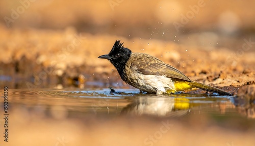 Small, wet bird with a black crest sits in shallow water, earthy tones, splashing, focused, outdoors, bright