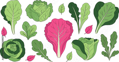 Fresh Lettuce Leaf Collection, Vector Illustrations of Various Lettuce Types in Green and Pink ShadesFresh Lettuce Leaf Collection, Vector Illustrations of Various Lettuce Types in Green and