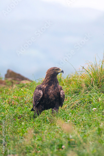Golden eagle perched in the field among grass.