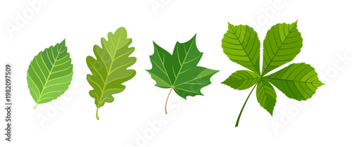Set of fresh green leaves with oak, chestnut, elm and maple isolated on white background. Vector flat cartoon illustration. 