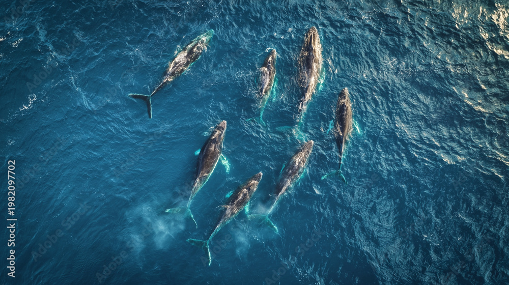 Obraz premium Spectacular Aerial View of Whales: Marine Life and Ecosystem Biodiversity in the Pacific Ocean