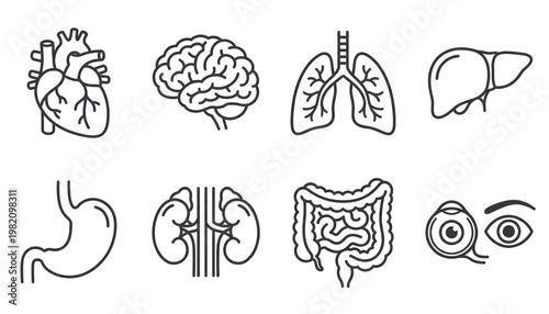 human internal organs anatomy line icon set isolated on transparent background