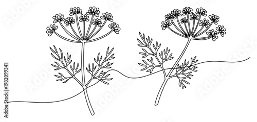 Dill or fennel herb branch with flowers in continuous line drawing style