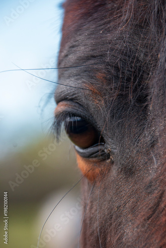 eye of horse