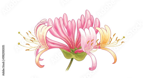 Delicate Pink and Yellow Honeysuckle Flower Blossom