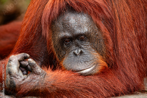 Fotografie Orang Utans