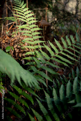 fern in the forest