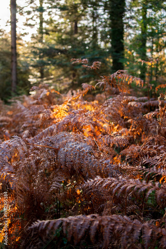 Fern foliage autumn