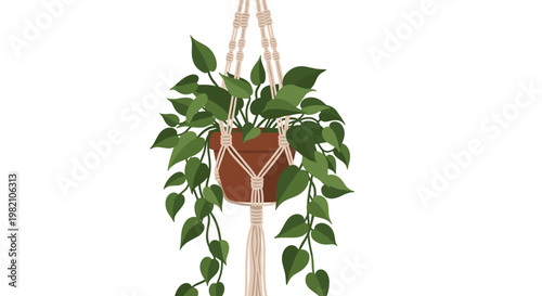 Beautiful green houseplant with trailing leaves displayed in a decorative macrame hanger made of woven ropes against a white background.