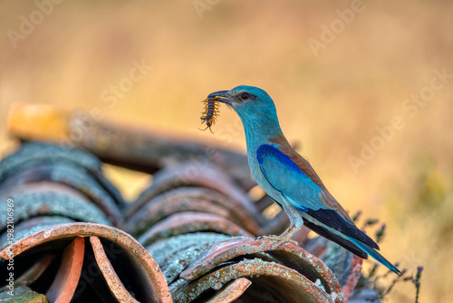 European roller perched on a rooftop. Coracias garrulus.