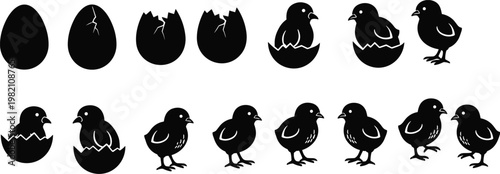 Chick hatching sequence silhouette set showing egg stages to baby chicken growth, isolated vector illustration for farm, poultry, and design