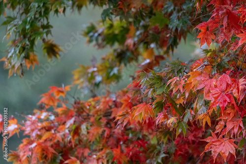 autumn leaves background