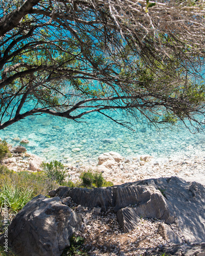 tree on the beach
