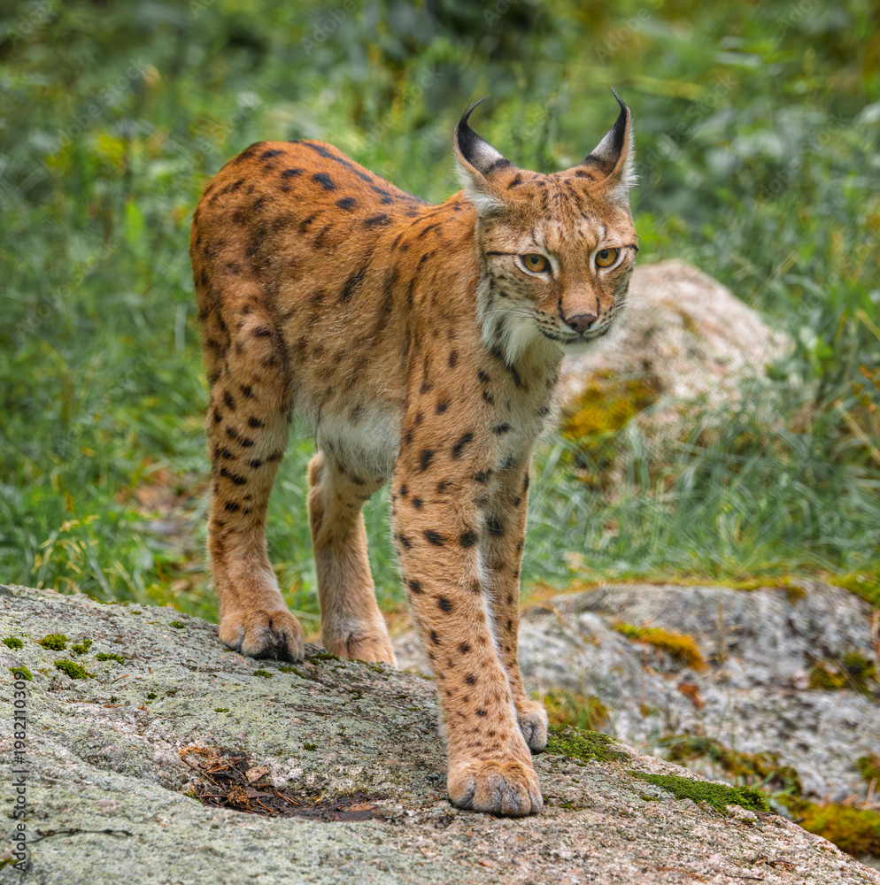 Fototapeta premium The Eurasian lynx (Lynx lynx) in the forest.