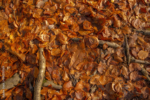 autumn leaves on the ground