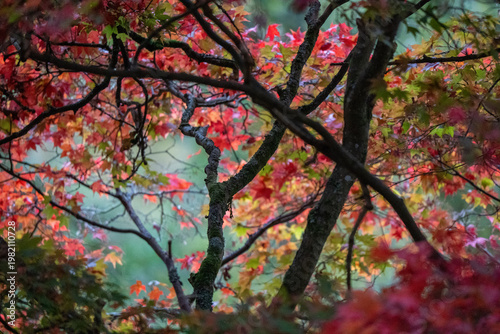 autumn leaves in the sun