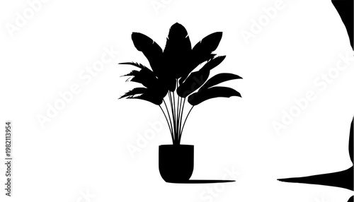 plant in a pot