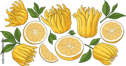 Buddha’s Hand Citron Icon Set with Fruit, Slices, and Leaves for Citrus, Exotic Fruit, and Healthy Food Designs