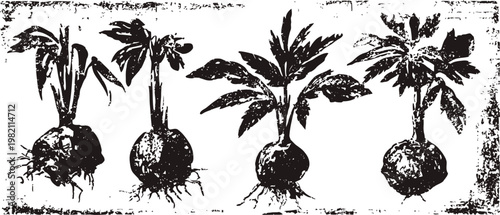Vintage botanical illustration of onion growth stages with roots and leaves development