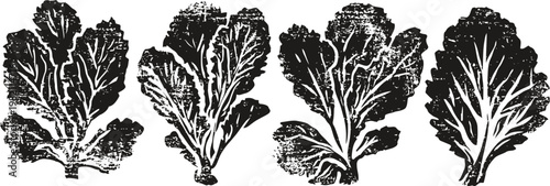 hand drawn lettuce leaves collection detailed black and white botanical vegetable illustrations organic fresh food design elements