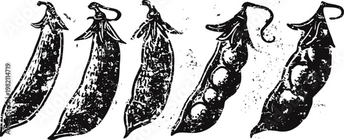 vintage pea pods hand drawn illustration botanical legume sketch collection in black ink