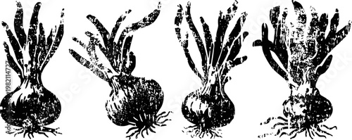 Vintage black and white illustration of onions with roots and leaves in different positions, botanical