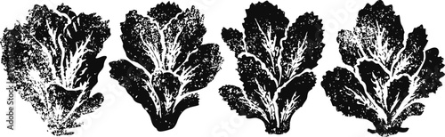 four detailed black and white lettuce leaf illustrations, hand drawn botanical style, isolated on white background