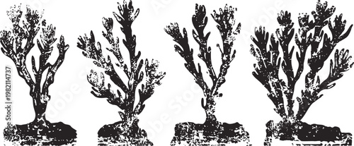 vintage botanical illustration of four seaweed plant specimens with detailed leaf and root structures