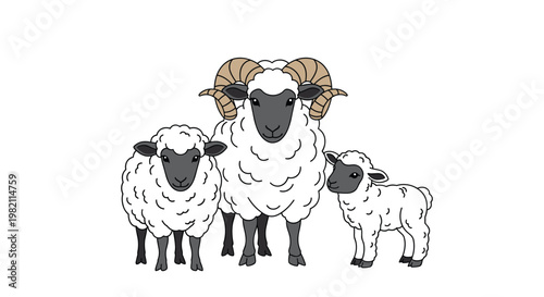 Group of three fluffy white sheep including a large ram with curved horns a ewe and a small lamb standing together in a simple farm animal vector.