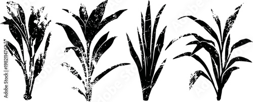 Set of various hand drawn rice plant sketches with stalks and grain clusters in black and white