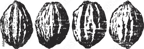 cacao pods illustration four cocoa fruit nuts with textured rough surface botanical natural organic crop sketch