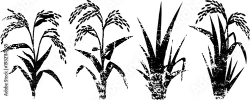 Four different rice plants with grains paddy crops illustration in black and white silhouette