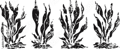Set of four vintage seaweed illustrations hand drawn underwater aquatic plants in black and white, marine algae collection