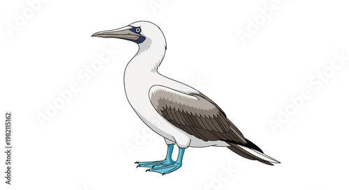 Unique blue footed booby bird stands with its characteristic bright blue webbed feet in a clean and detailed avian wildlife vector illustration.