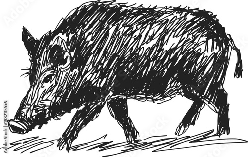 Wild boar walking on the ground forest animal with coarse hair and sharp tusks in sketch