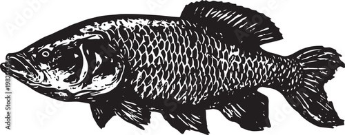 Detailed black and white illustration of a fish with scales and fins in profile view