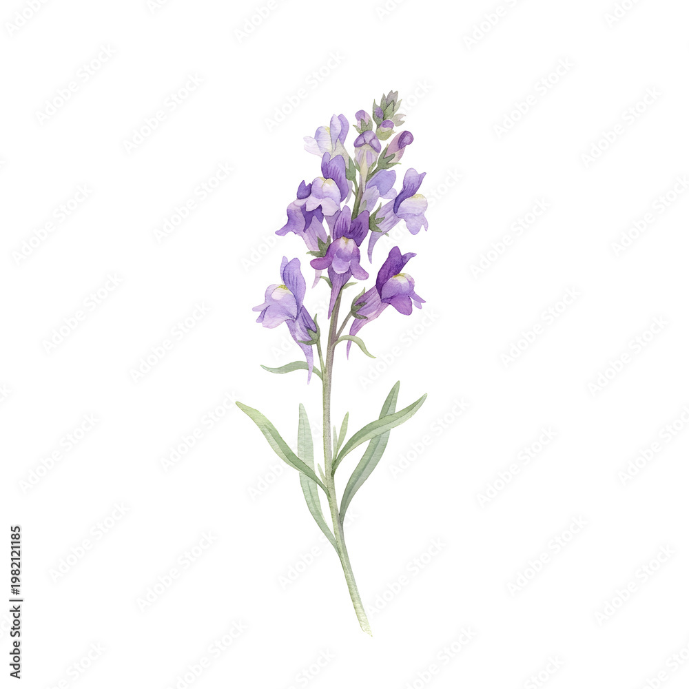 Obraz premium Delicate Hand Painted Watercolor Flower Illustration Featuring a Beautiful Purple Snapdragon Bloom on a Clean White Isolated Background