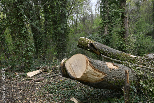 Wallpaper Mural gafällter baum Torontodigital.ca