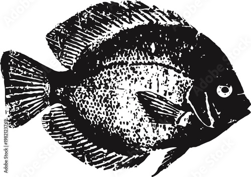 Detailed vintage illustration of a tropical fish with distinct fins and scales, aquatic wildlife drawing