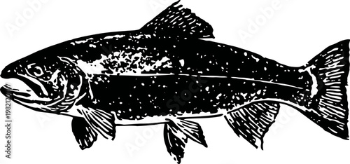 Vintage trout illustration detailed black and white fish drawing with scales, fins, and open mouth