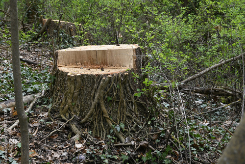 Wallpaper Mural gafällter baum Torontodigital.ca